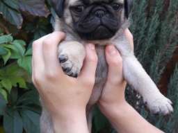 &Scaron;tenci mopsa na prodaju, tri mužijaka i dve ženke