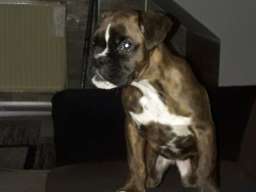 Nemacki Bokser stene