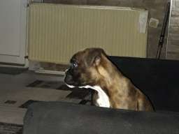 Nemacki Bokser stene