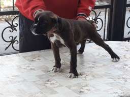 Nemacki Bokser stene