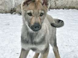 Če&scaron;koslovački vučiji pas &scaron;tenci 