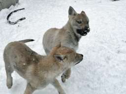 Če&scaron;koslovački vučiji pas &scaron;tenci 