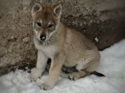 Če&scaron;koslovački vučiji pas &scaron;tenci 