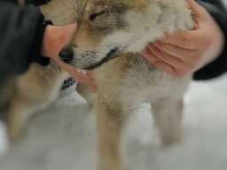 Če&scaron;koslovački vučiji pas &scaron;tenci 