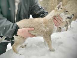 Če&scaron;koslovački vučiji pas &scaron;tenci 