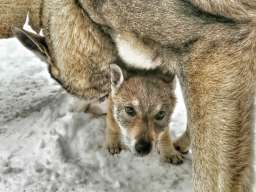 Če&scaron;koslovački vučiji pas &scaron;tenci 