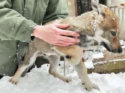 Če&scaron;koslovački vučiji pas &scaron;tenci 