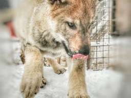 Če&scaron;koslovački vučiji pas &scaron;tenci 