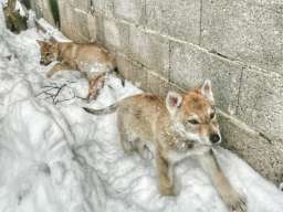 Če&scaron;koslovački vučiji pas &scaron;tenci 