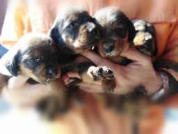 Alpski brak jazavičar &scaron;tenci