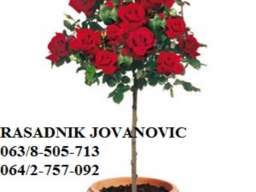 Ruze stablasice