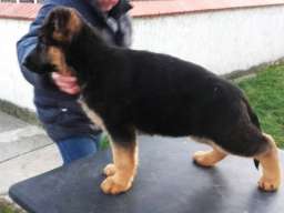 Nemački ovčar &scaron;tenci