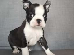 BOSTON TERIJER STENCI