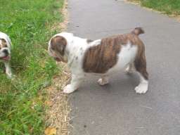 Engleski buldog &scaron;tene