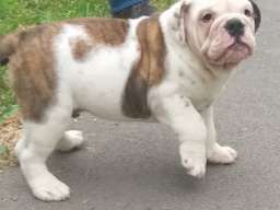 Engleski buldog &scaron;tene