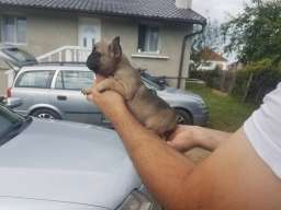 Francuski buldog stenci