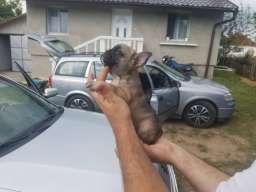 Francuski buldog stenci