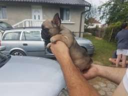 Francuski buldog stenci