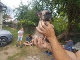 Francuski buldog stenci