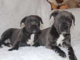 Psi svih rasa i starosti