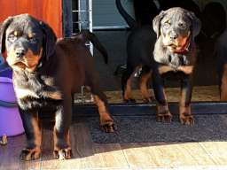 Stenci Rotvajlera na prodaju