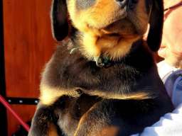 Stenci Rotvajlera na prodaju