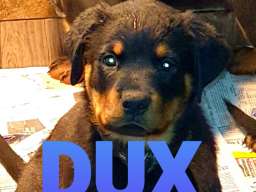 Stenci Rotvajlera na prodaju