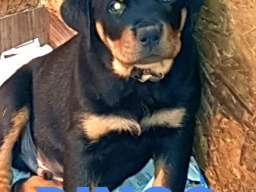 Stenci Rotvajlera na prodaju