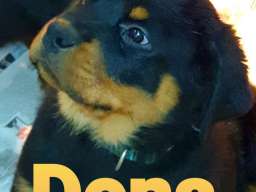 Stenci Rotvajlera na prodaju