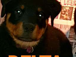 Stenci Rotvajlera na prodaju