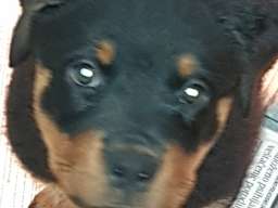 Stenci Rotvajlera na prodaju