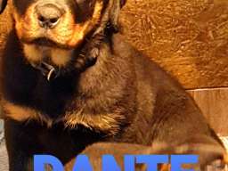 Stenci Rotvajlera na prodaju