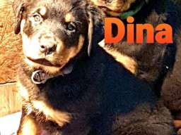 Stenci Rotvajlera na prodaju