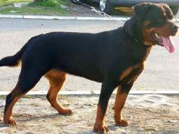 Stenci Rotvajlera na prodaju