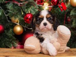 Cavalier king Charles spaniel &scaron;tenci