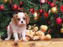 Cavalier king Charles spaniel &scaron;tenci