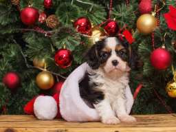 Cavalier king Charles spaniel &scaron;tenci