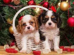 Cavalier king Charles spaniel &scaron;tenci