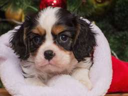 Cavalier king Charles spaniel &scaron;tenci