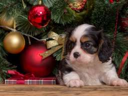 Cavalier king Charles spaniel &scaron;tenci