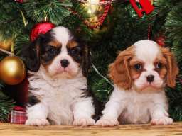 Cavalier king Charles spaniel &scaron;tenci