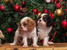 Cavalier king Charles spaniel &scaron;tenci
