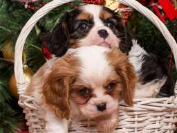 Cavalier king Charles spaniel &scaron;tenci
