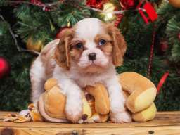 Cavalier king Charles spaniel &scaron;tenci