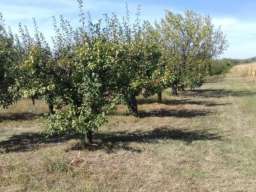 Poljoprivredno zemljiste sa zasadom voca-Irig