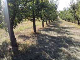 Poljoprivredno zemljiste sa zasadom voca-Irig