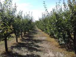 Poljoprivredno zemljiste sa zasadom voca-Irig