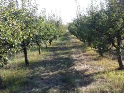 Poljoprivredno zemljiste sa zasadom voca-Irig