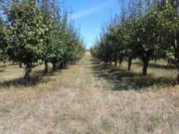 Poljoprivredno zemljiste sa zasadom voca-Irig