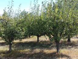 Poljoprivredno zemljiste sa zasadom voca-Irig